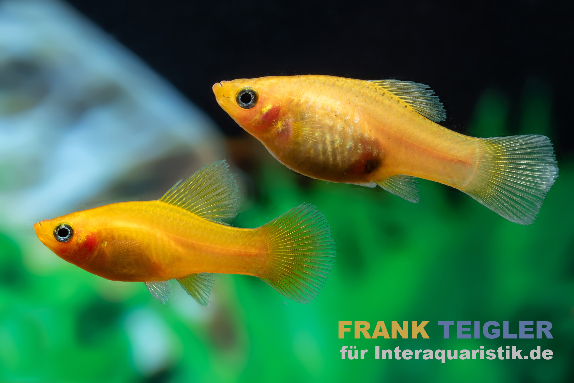 Zwei goldene Platy im Aquarium